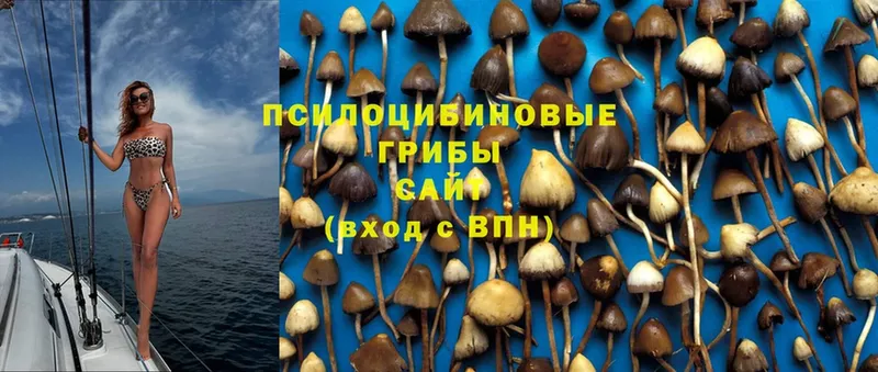 Псилоцибиновые грибы Psilocybine cubensis  купить   Власиха 